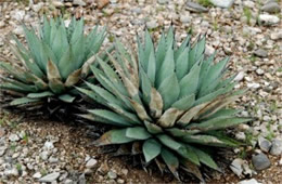 New Mexico Agave