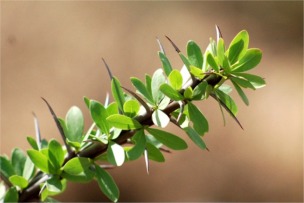 Ocotillo - Fouquieria splendens