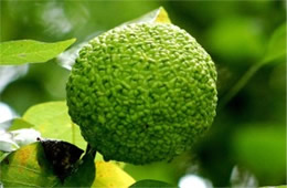 Osage Orange