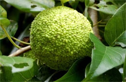 Osage Orange