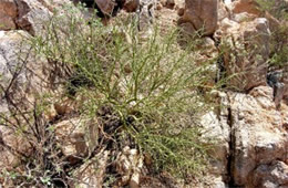 Palo Verde Tree