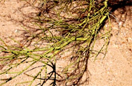 Palo Verde Tree Branch