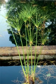 Cyperus papyrus - Papyrus Plant