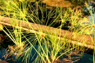 Cyperus papyrus - Papyrus Plant