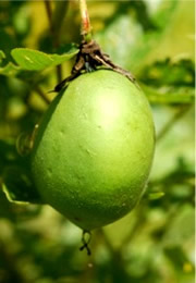 Passiflora incarnata - Maypop Fruit