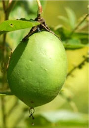 Passiflora incarnata - Maypop Fruit