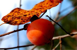 Diospyros virginiana - American Persimmon