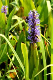 Pontederia cordata - Pickerelweed with Skippers