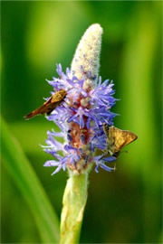 Pontederia cordata - Pickerelweed with Skippers