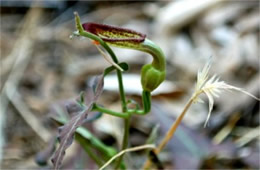 Aristolochia watsonii - Pipevine Plant