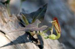 Aristolochia watsonii - Pipevine Plant