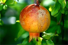 Punica granatum - Pomegranate