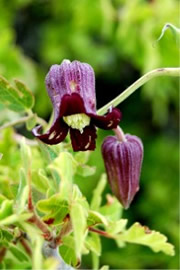 Clematis pitcheri - Purple Leatherflower