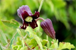 Clemantis pitheri - Purple Leatherflower