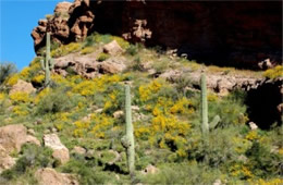 Saguaro Cactus and Wildflowers