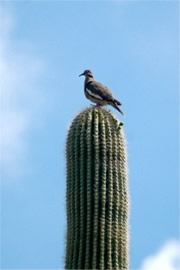 Suguaro Cactus with Bird