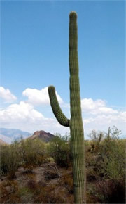 Saquaro Cactus