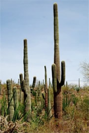 Suguaro Cactus