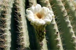 Saquaro Cactus Flower