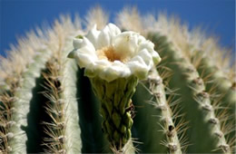 Saquaro Cactus Flower