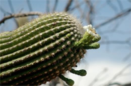 Saguaro Cactus Flower