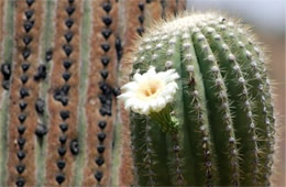Suguaro Cactus Flower