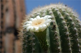 Suguaro Cactus Flower
