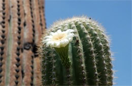 Carnegiea gigantea - Saquaro Cactus Flower