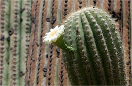 Carnegiea gigantea - Suguaro Cactus Flower