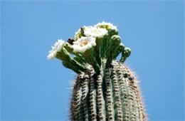 Saquaro Cactus Flowers