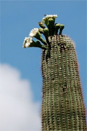 Suguaro Cactus Flowers