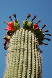 Saquaro Cactus Fruit