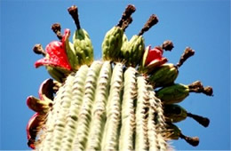 Saquaro Cactus Fruit