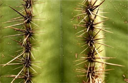 Saquaro Cactus Spines