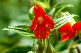 Mimulus cardinalis - Scarlet Monkeyflower