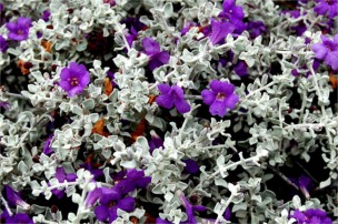 Leucophyllum candidum - Silvercloud Ranger
