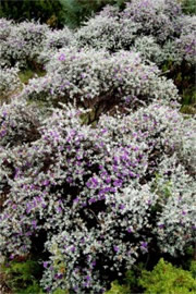 Leucophyllum candidum - Silvercloud Ranger