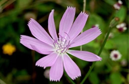 Lygodesmia texana - Skeleton Weed Flower