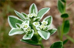 Euphorbia marginata - Snow on the Mountain Wildflower