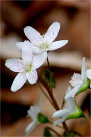 Claytonia virginica - Spring Beauty