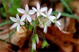 Claytonia virginica - Spring Beauty