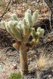 Cylindropunita bigelovi - Teddy Bear Cholla Cactus 