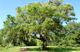 Tree with Spanish Moss