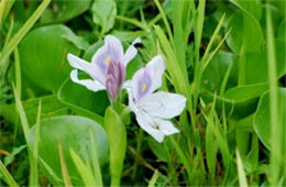Eichornia crassipes - Water Hyacinth
