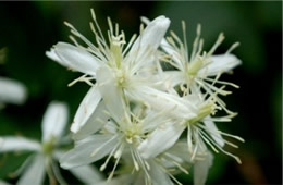 White Vine Wildflower