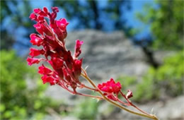 Ribes triste - Wild Red Currant