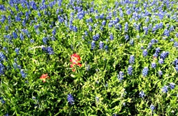 red and blue wildflowers