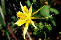 Aquilegia chrysantha - Yellow Columbine