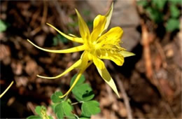 Aquilegia chrysantha - Yellow Columbine