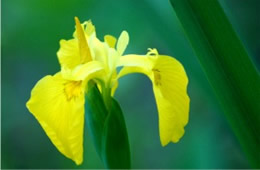 Yellow Wild Iris